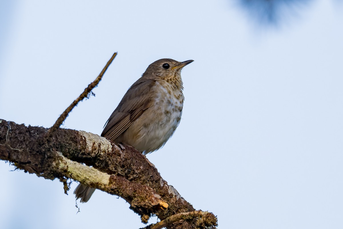 Swainson's Thrush - ML623508006