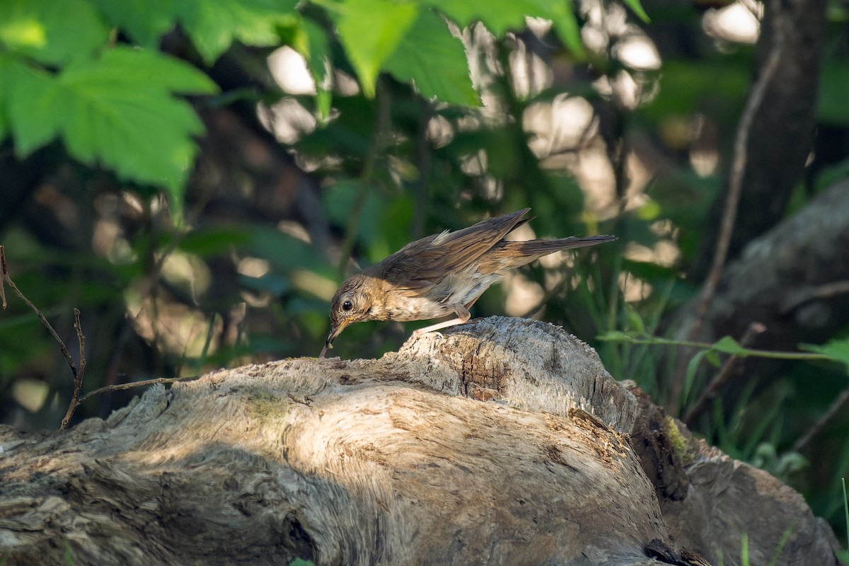 Swainson's Thrush - ML623508007
