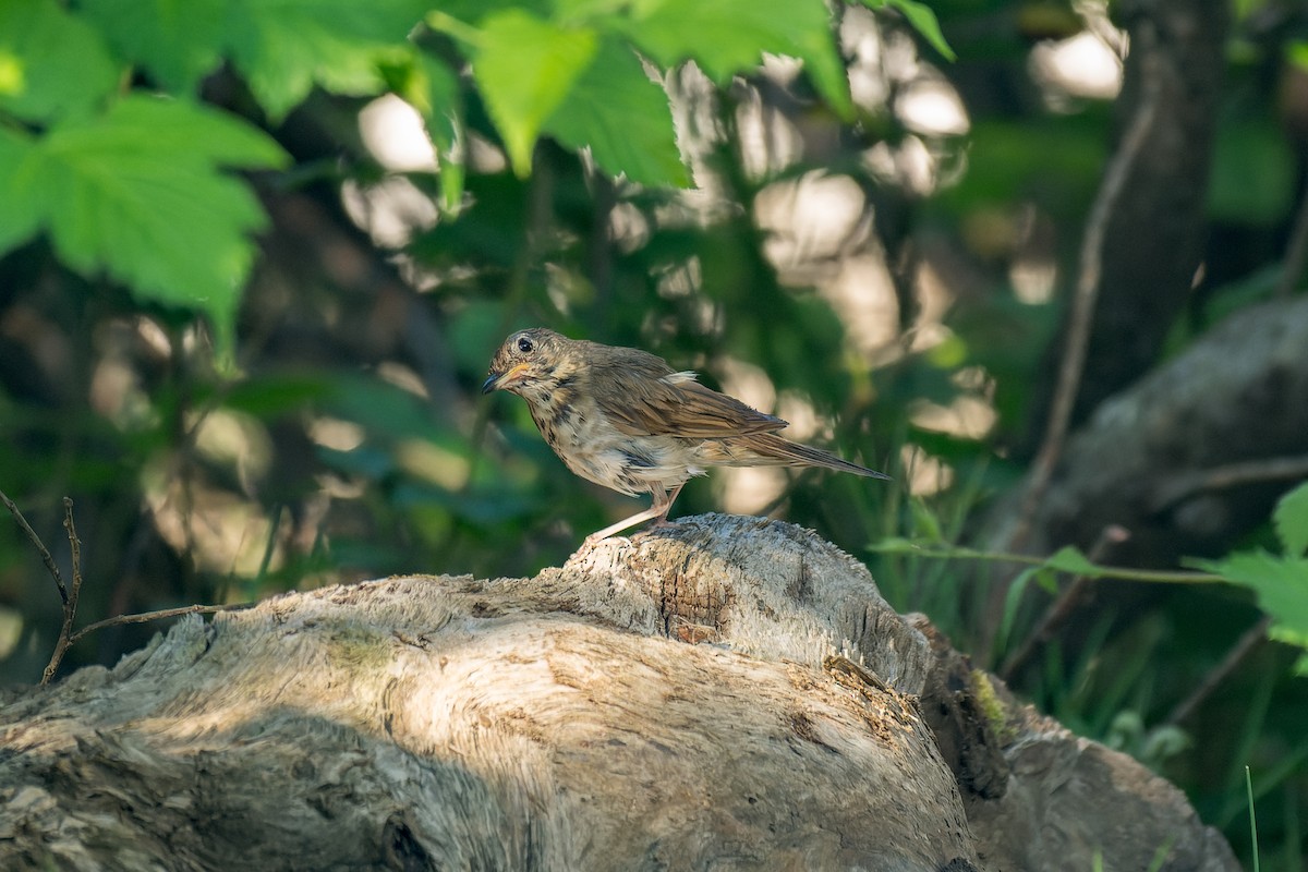 Swainson's Thrush - ML623508008