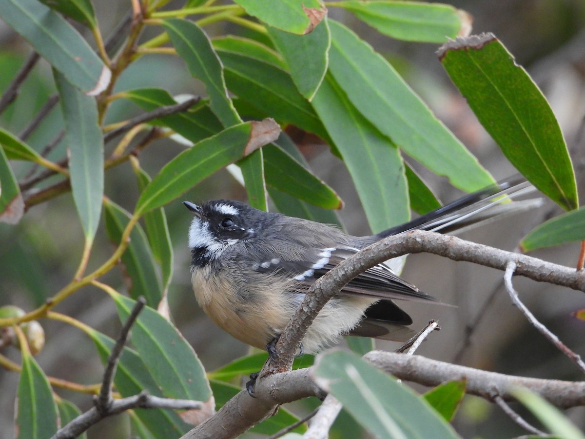 Gray Fantail - ML623508073