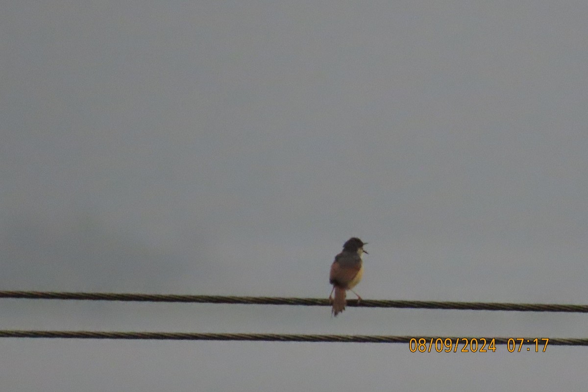 Ashy Prinia - ML623508078