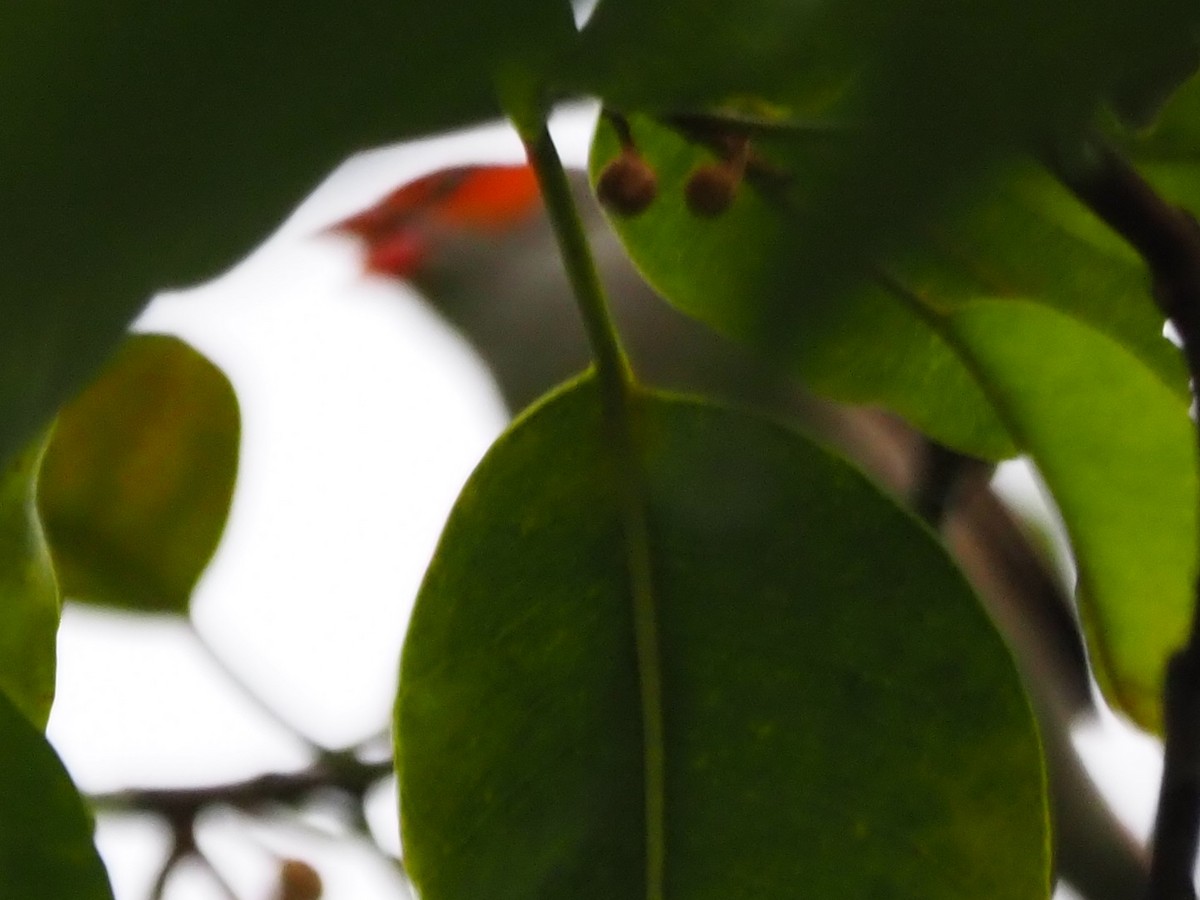 Orange-cheeked Waxbill - ML623508112