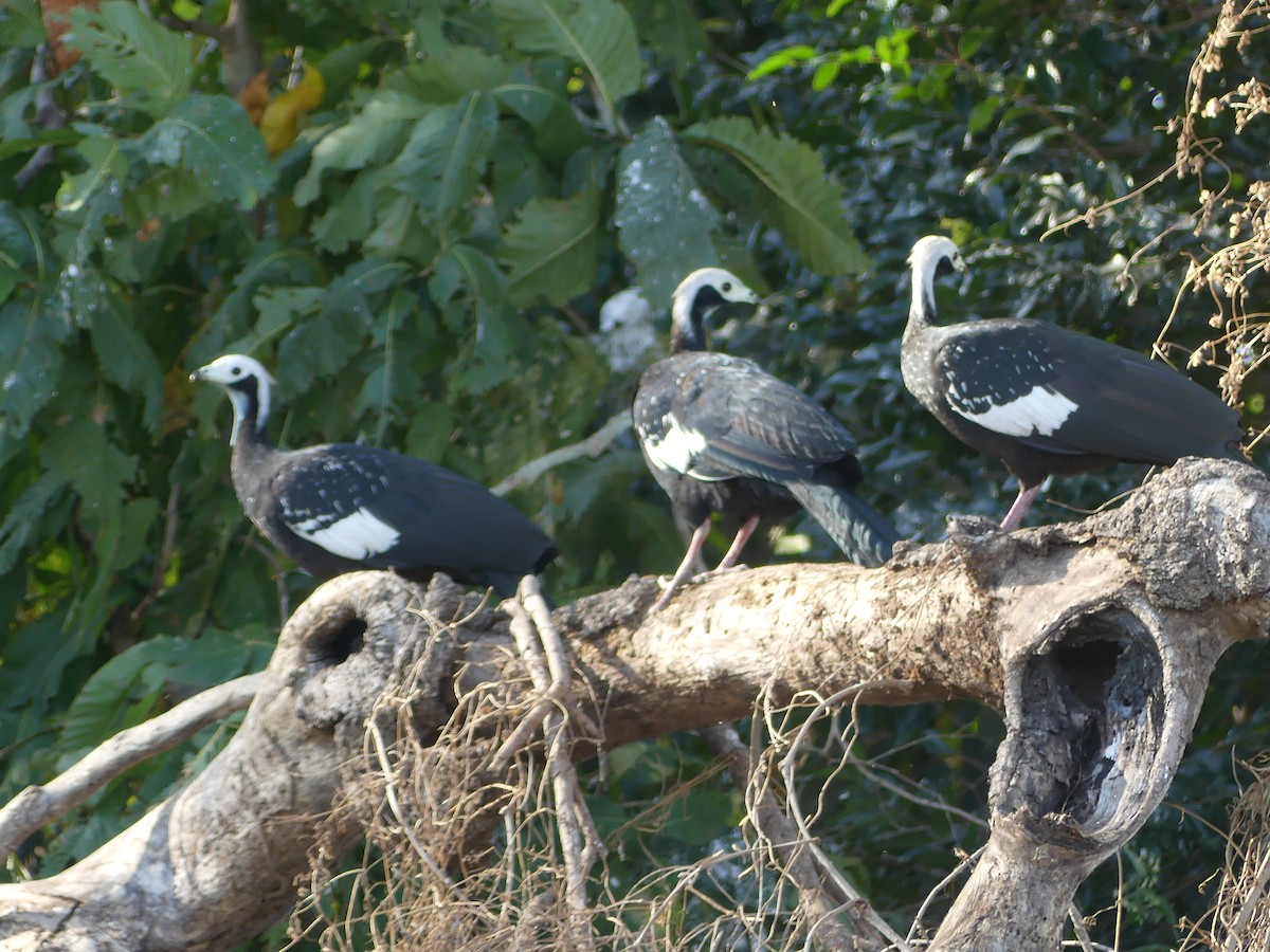 White-throated Piping-Guan - ML623508113