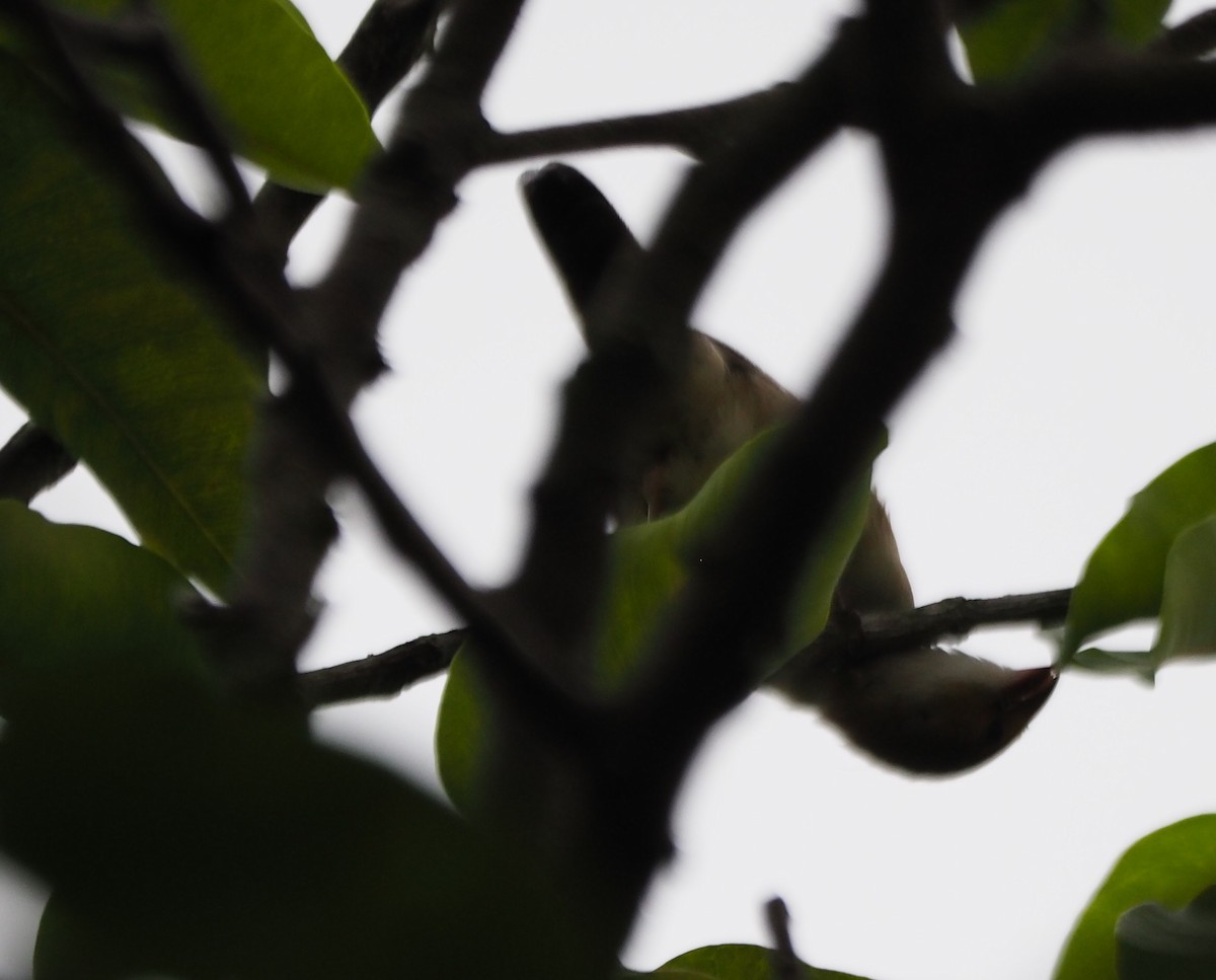 Orange-cheeked Waxbill - ML623508116