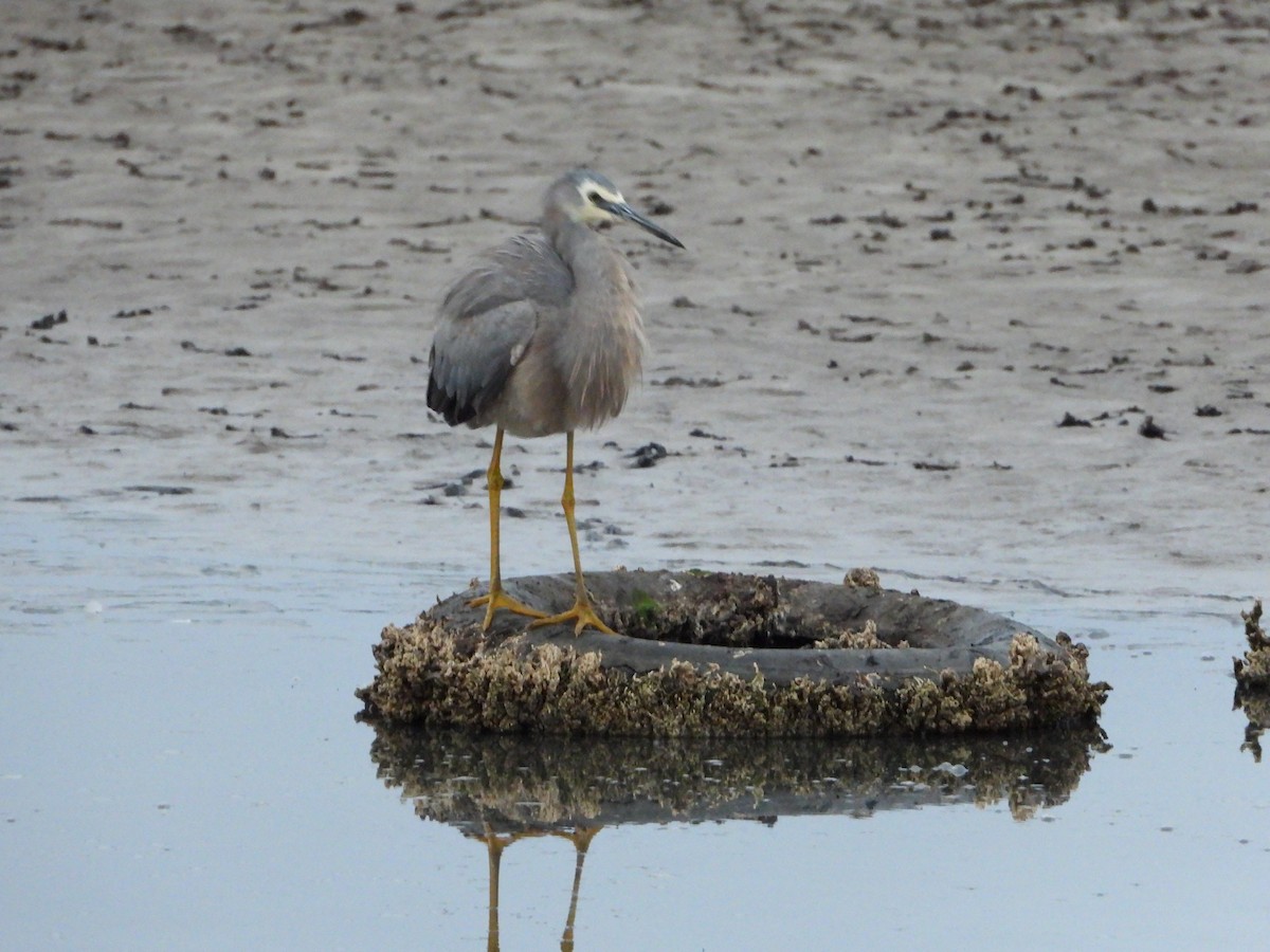 White-faced Heron - ML623508124