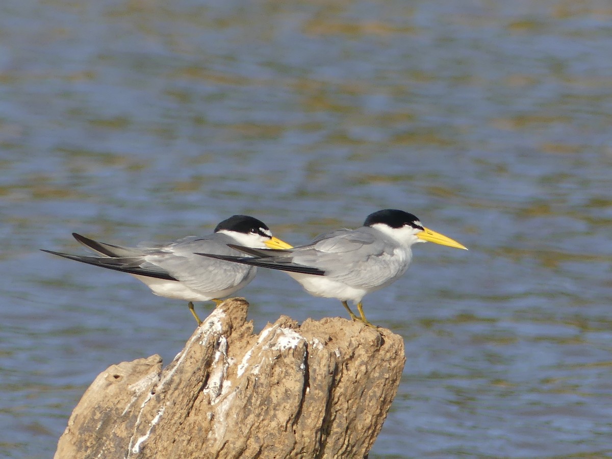 Yellow-billed Tern - ML623508136