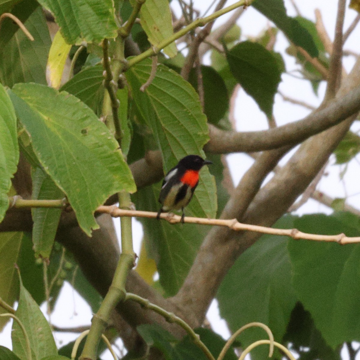 Gray-sided Flowerpecker - ML623508149