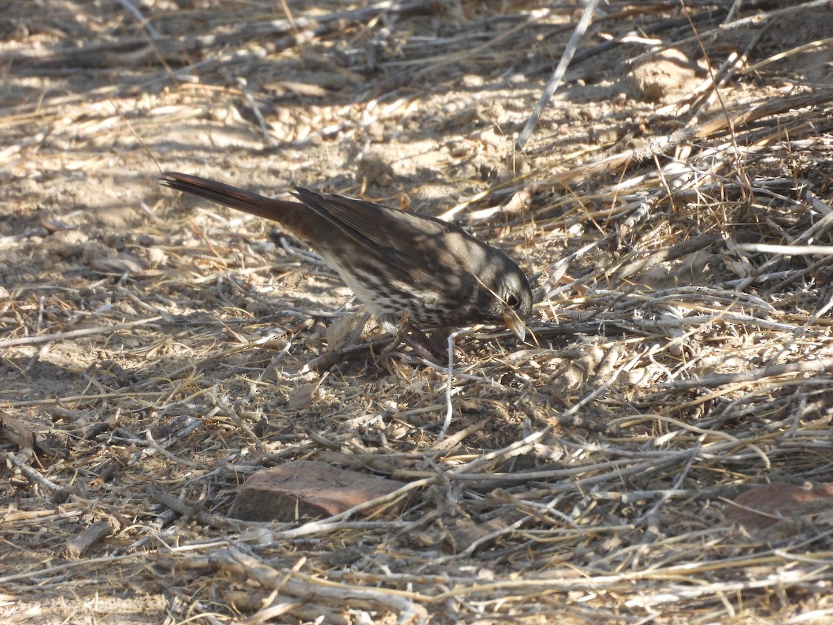 Fox Sparrow (Slate-colored) - ML623508150