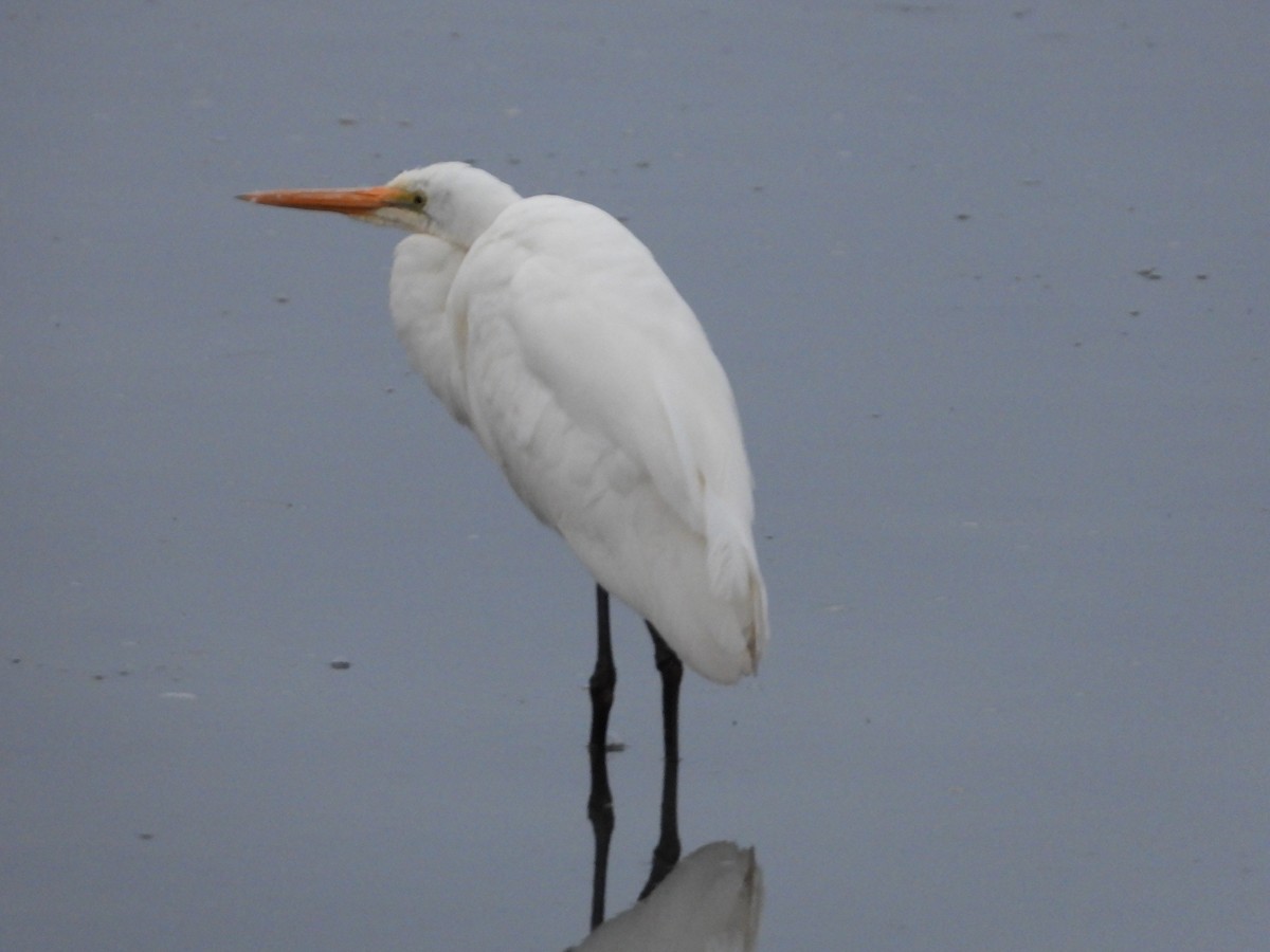 Great Egret - ML623508161