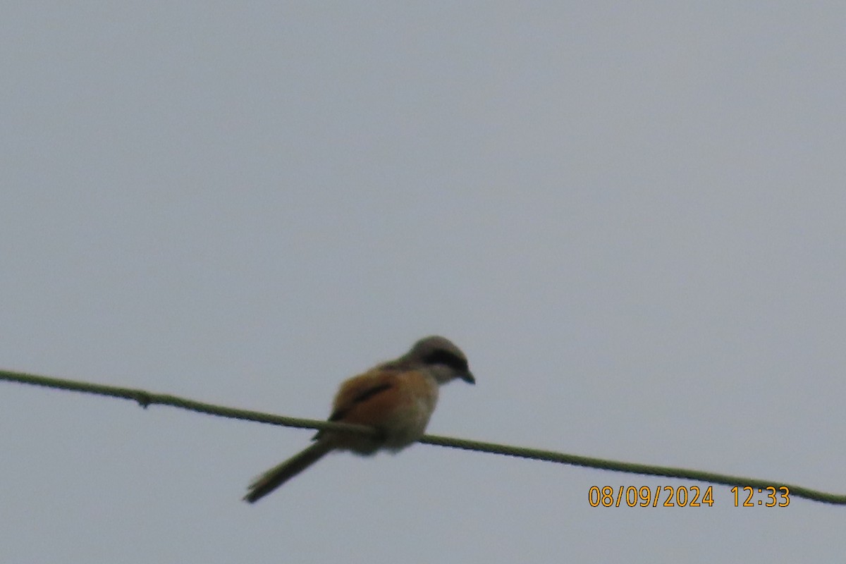 Long-tailed Shrike - Sreepad Rao