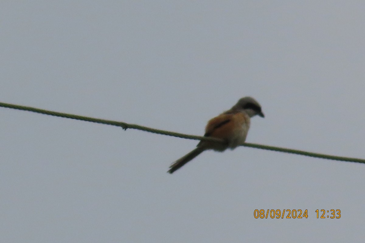 Long-tailed Shrike - ML623508166