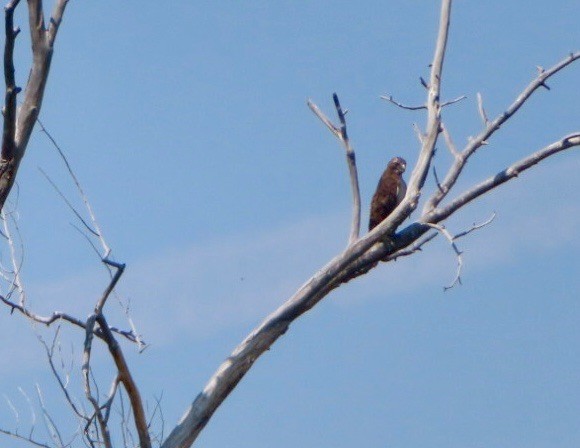 Swainson's Hawk - ML623508181