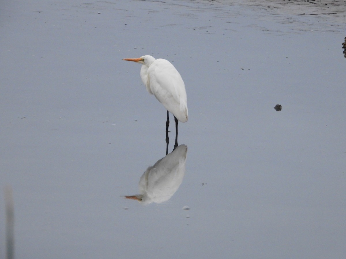 Great Egret - ML623508192