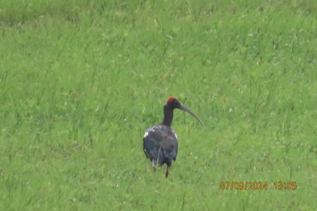 Red-naped Ibis - ML623508194