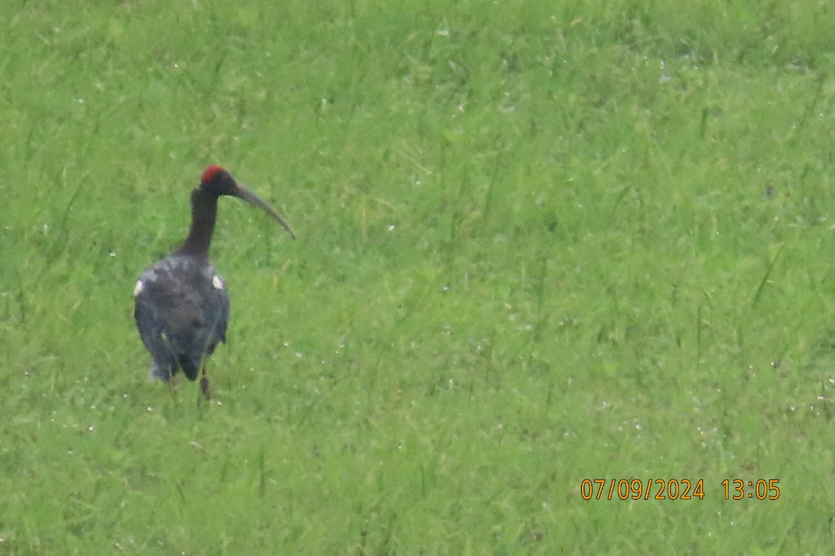 Red-naped Ibis - ML623508196