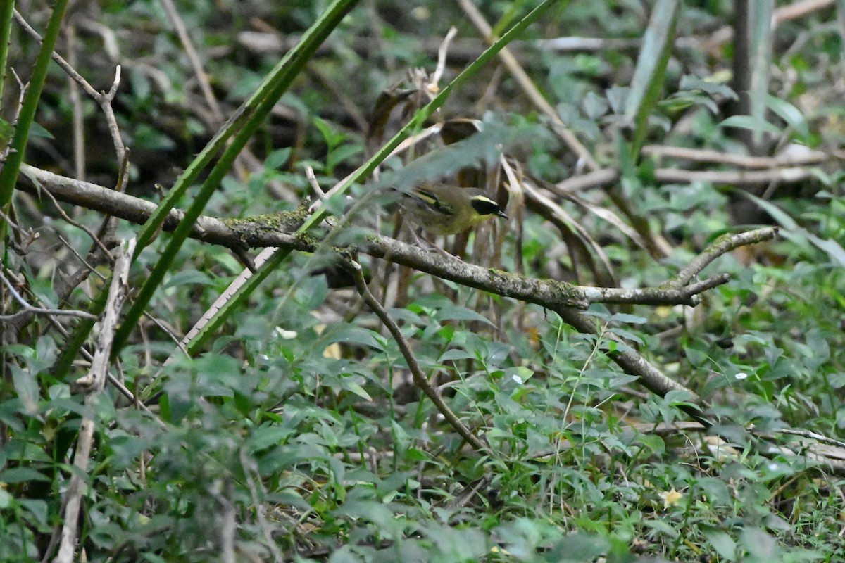 Yellow-throated Scrubwren - ML623508229