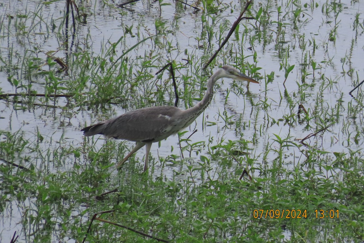 Gray Heron - ML623508241