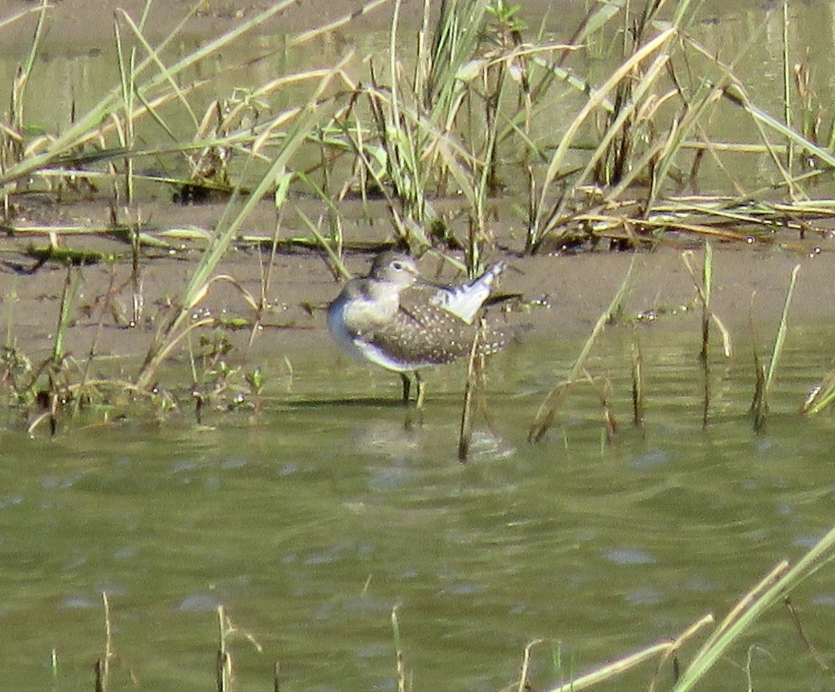 Einsiedelwasserläufer - ML623508270