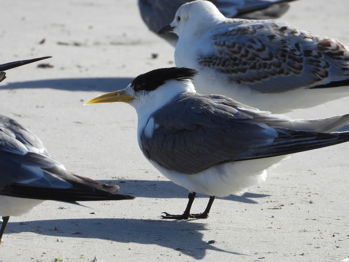 Great Crested Tern - ML623508282