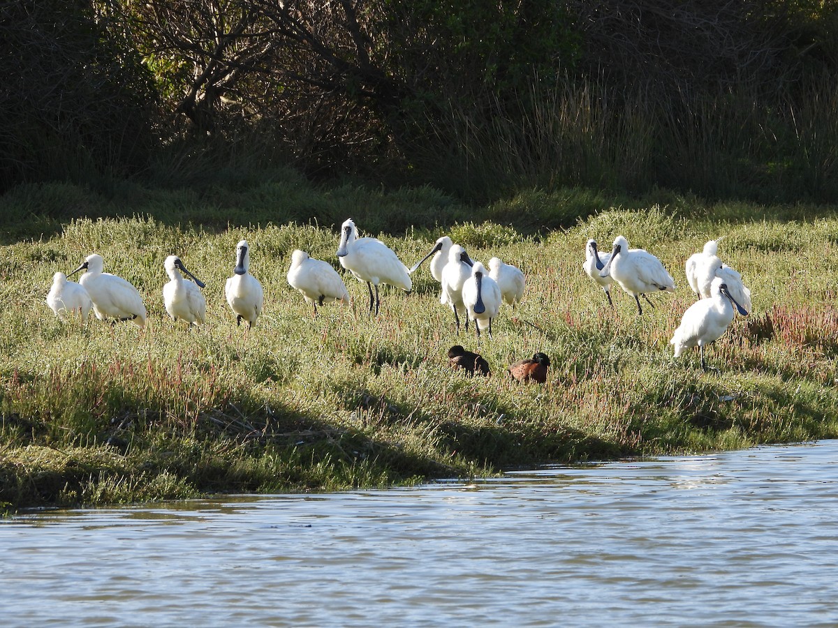 Royal Spoonbill - ML623508299