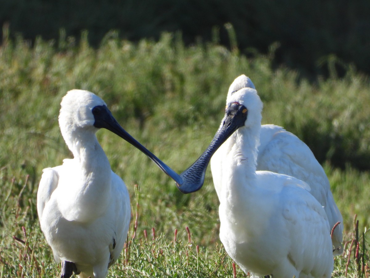 Royal Spoonbill - ML623508337