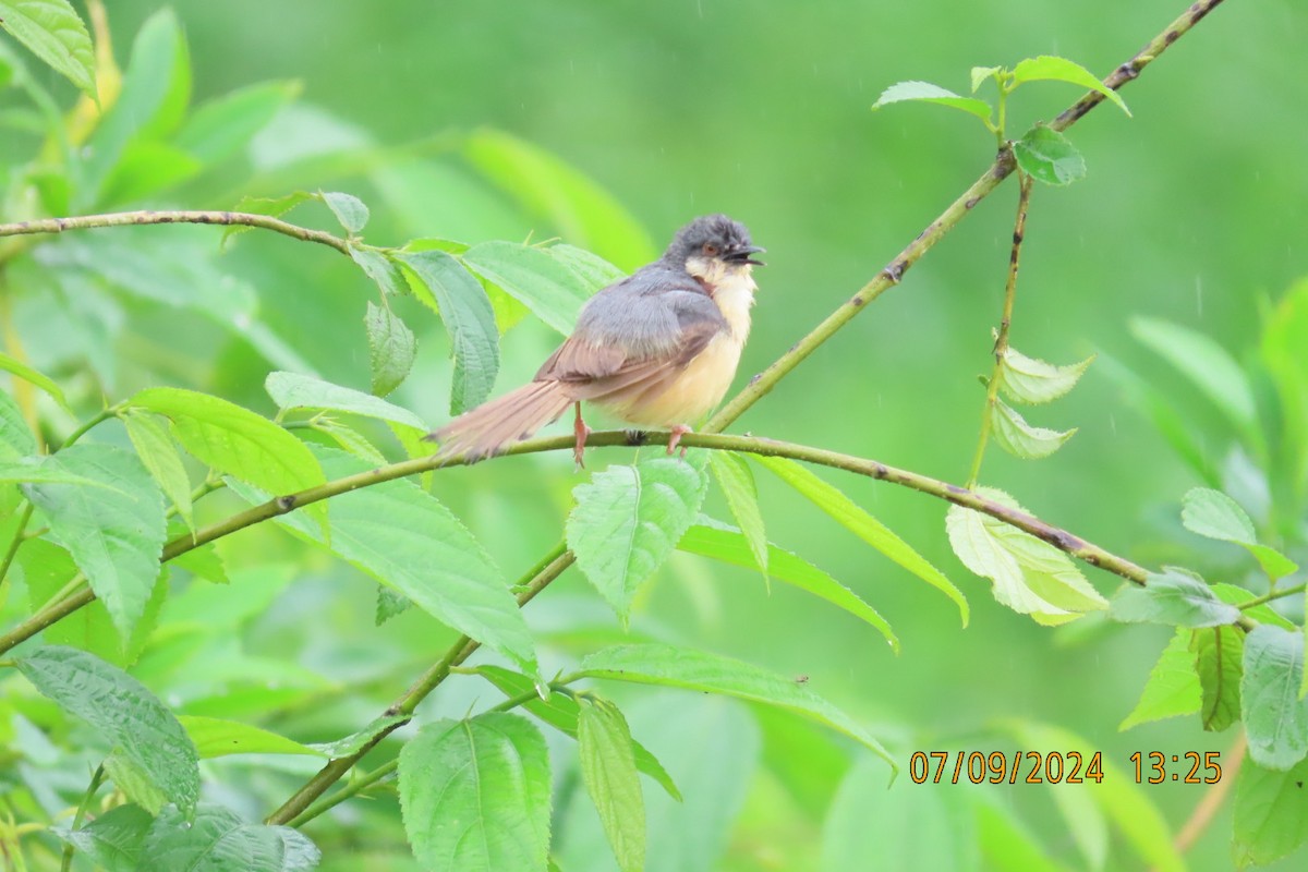 Ashy Prinia - ML623508340