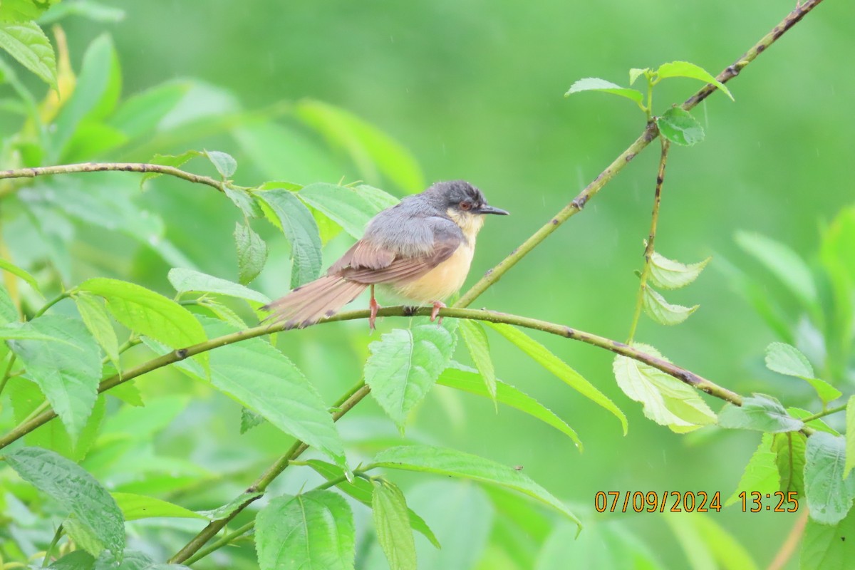 Ashy Prinia - ML623508341