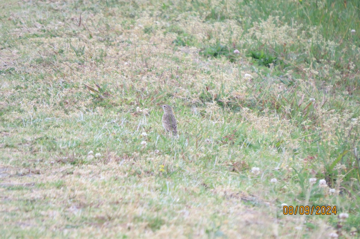 Australian Pipit - ML623508353