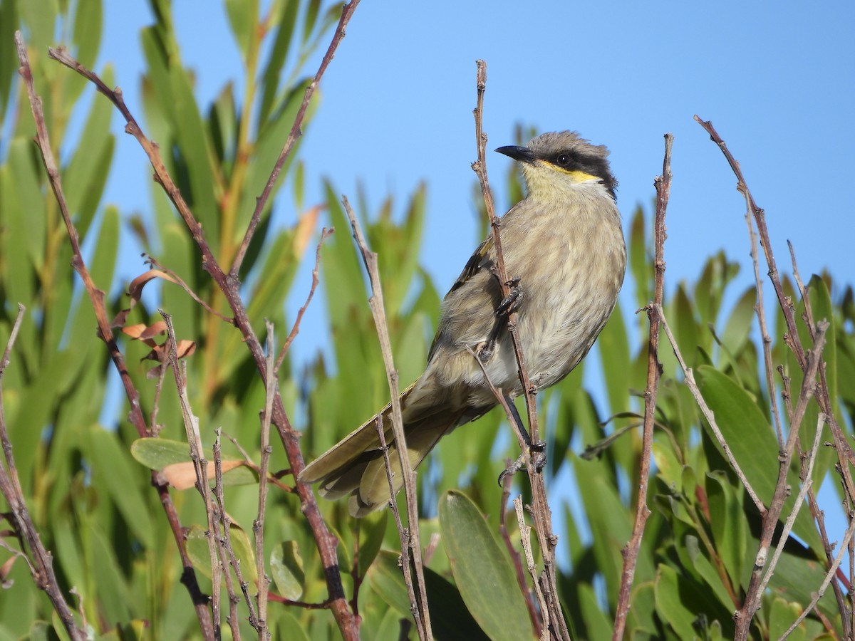 Singing Honeyeater - ML623508373