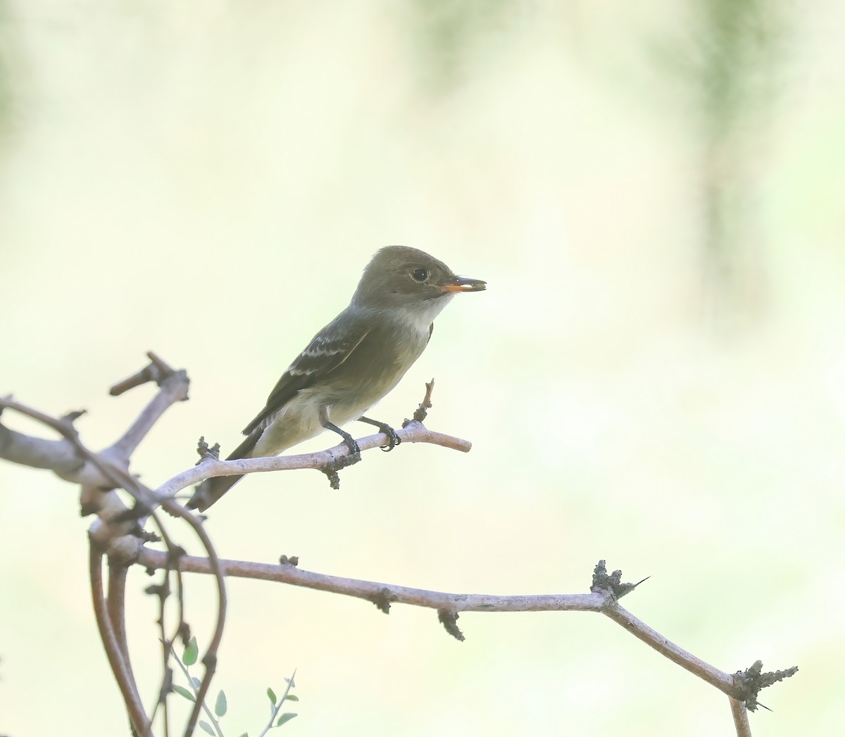 Western Wood-Pewee - ML623508376