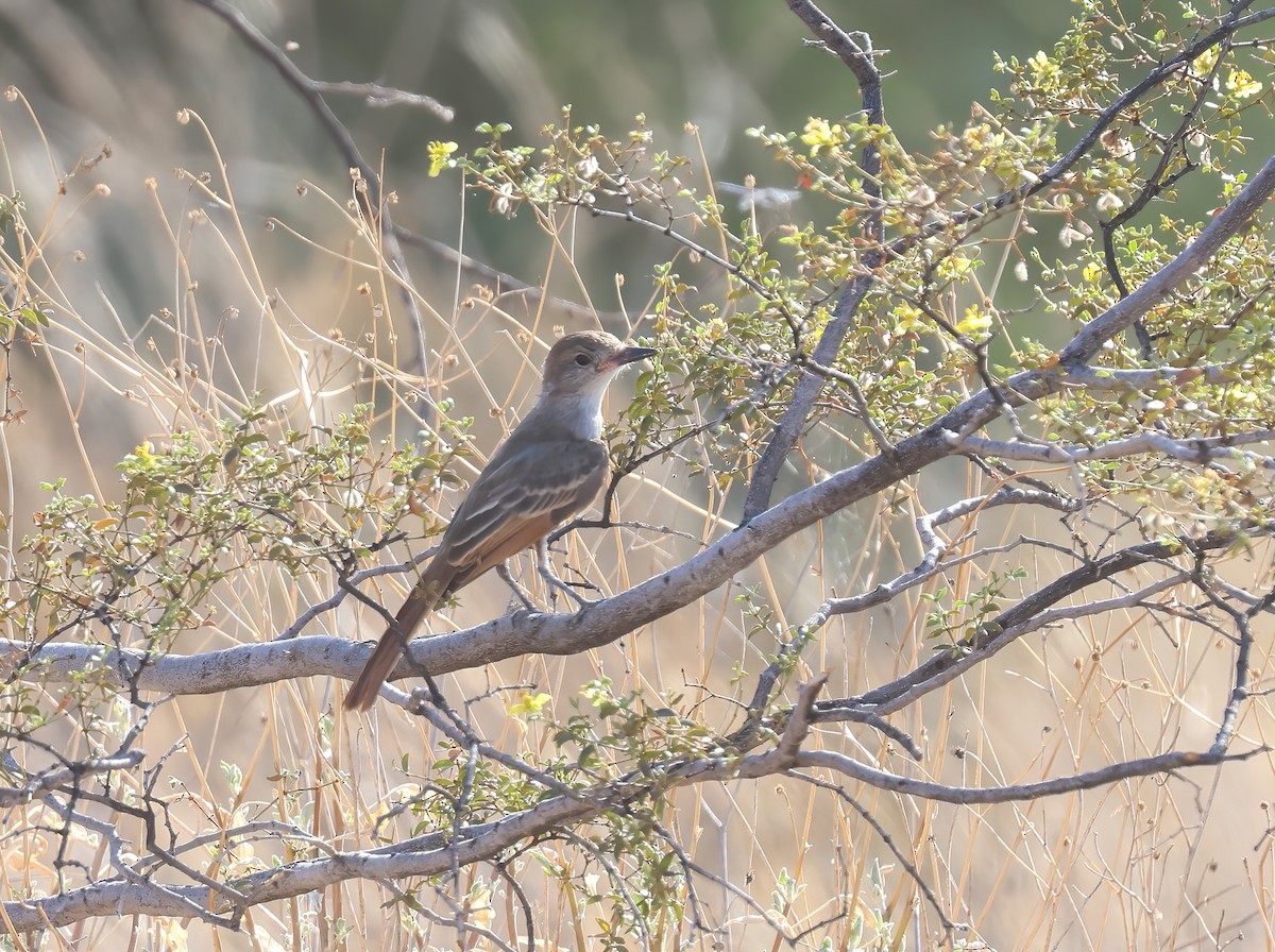 Ash-throated Flycatcher - ML623508380