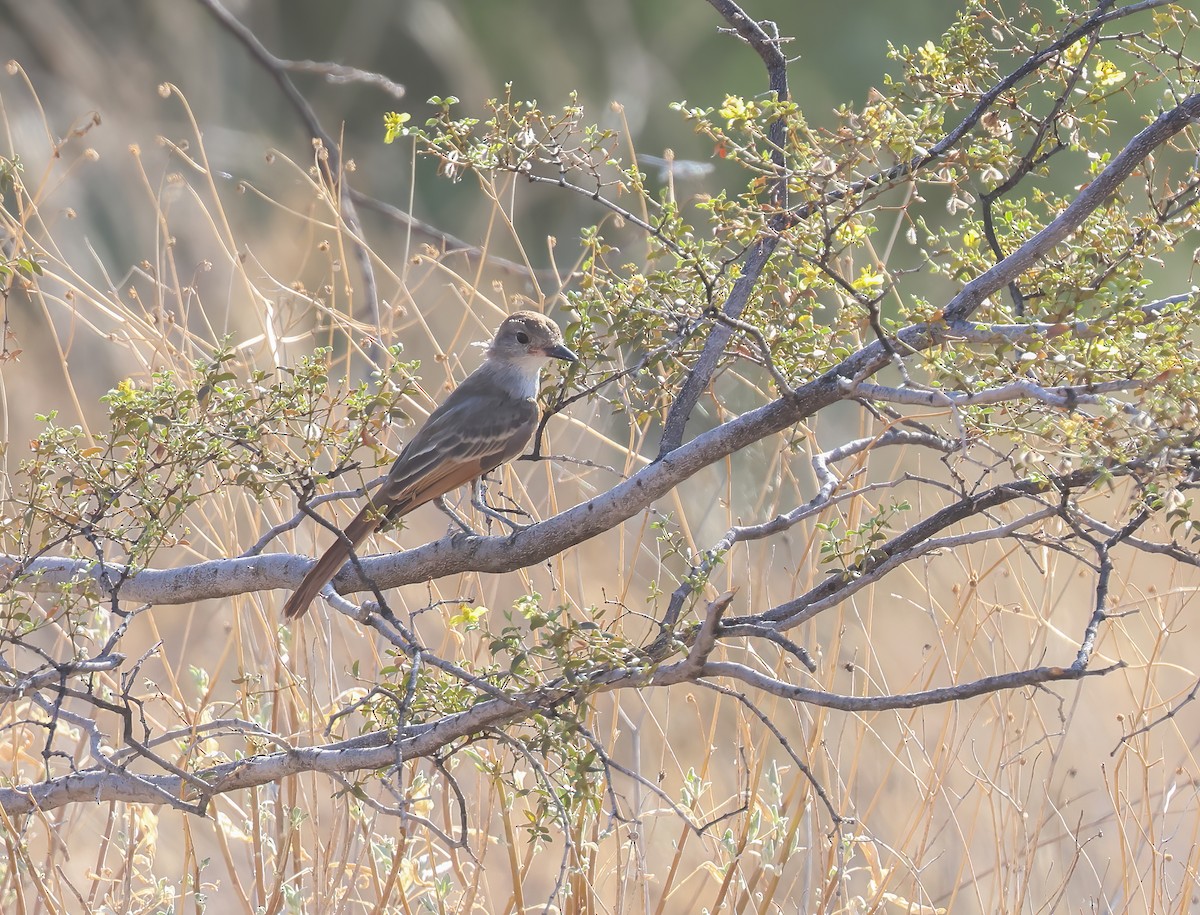 Ash-throated Flycatcher - ML623508381