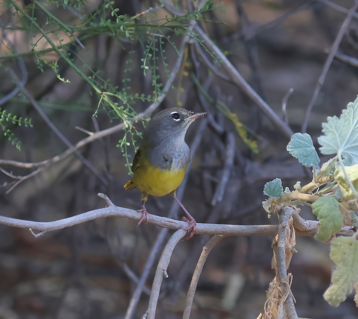 MacGillivray's Warbler - ML623508392