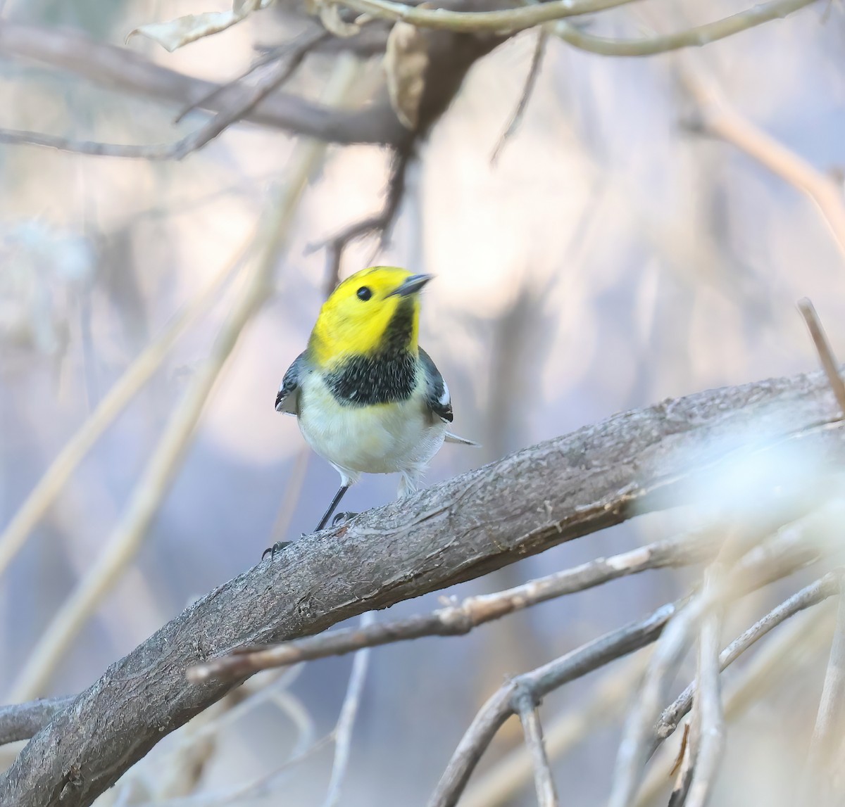 Hermit Warbler - ML623508398