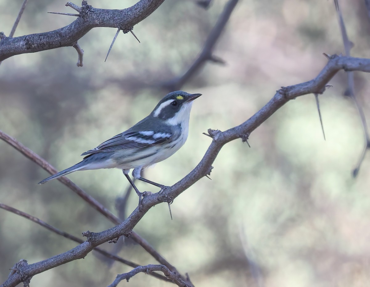 Black-throated Gray Warbler - ML623508408