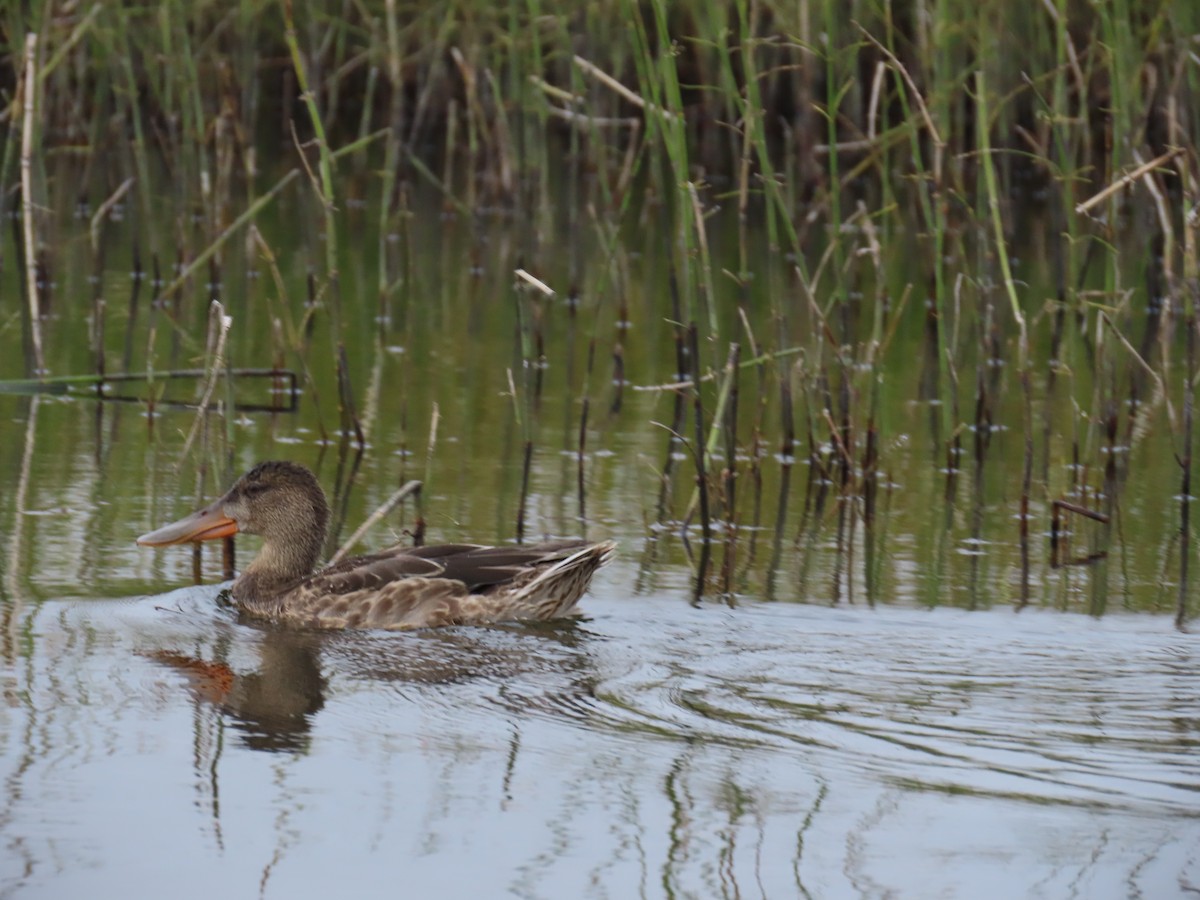 Northern Shoveler - ML623508420