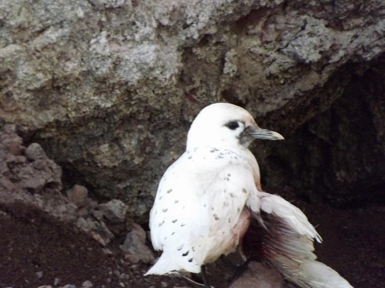 Ivory Gull - ML623508439