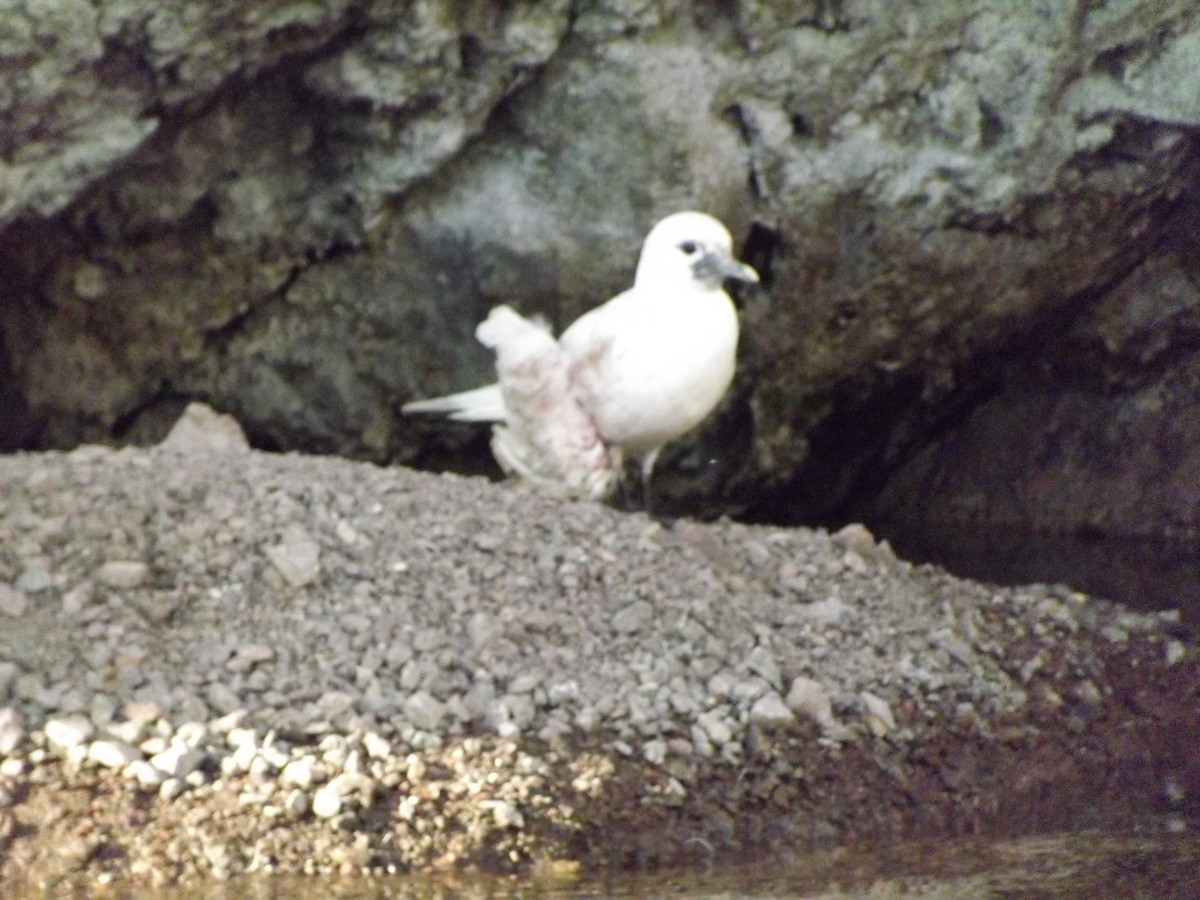 Ivory Gull - ML623508441