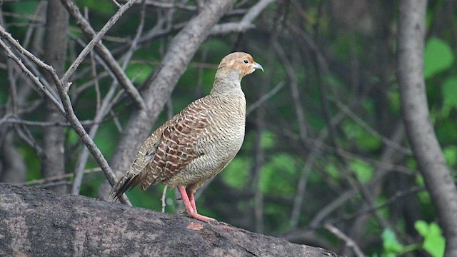 Gray Francolin - ML623508442