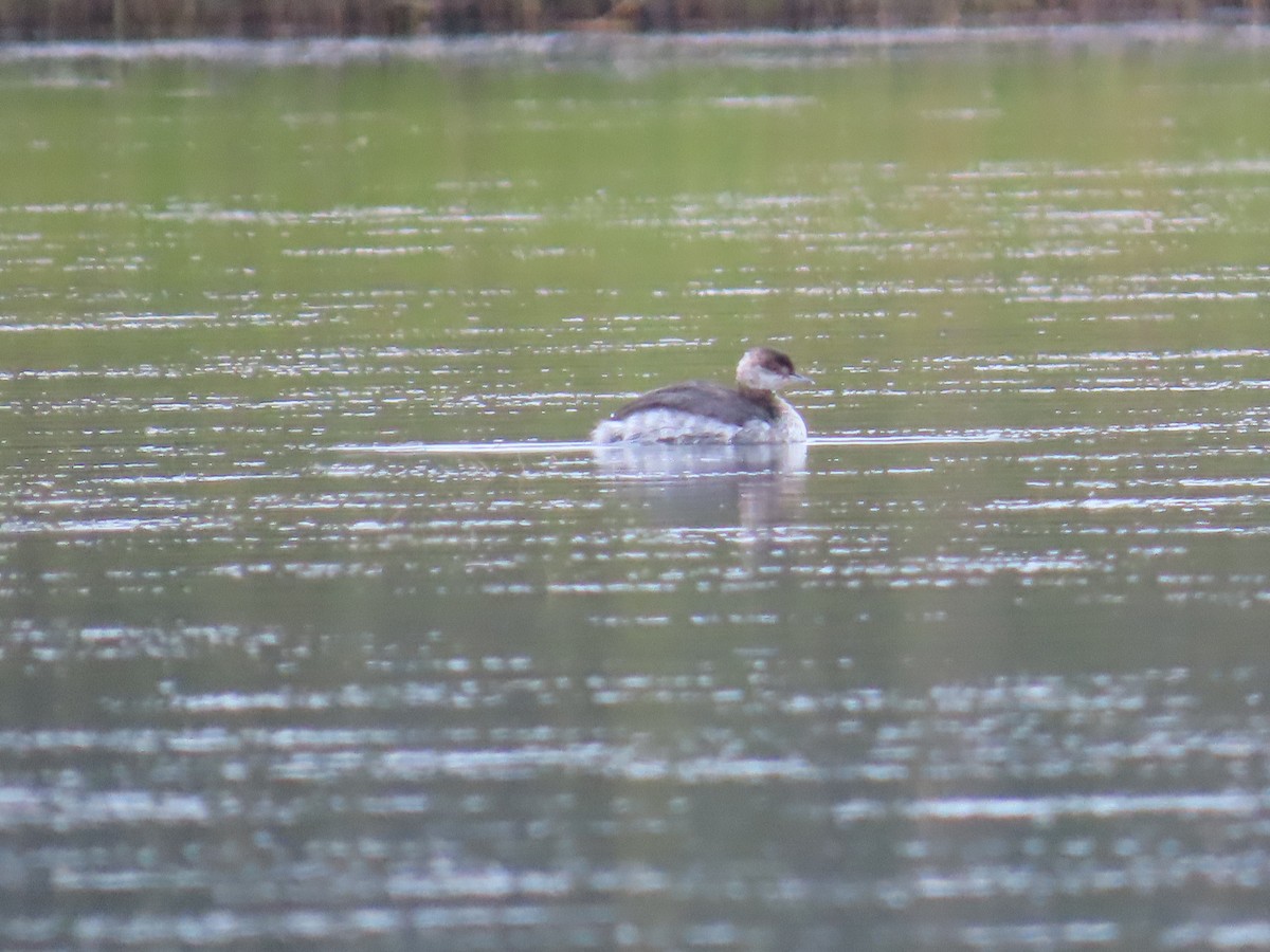 Horned Grebe - ML623508460