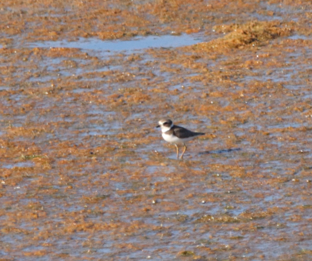 Semipalmated Plover - ML623508482