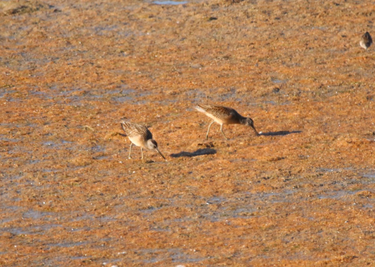 Short-billed Dowitcher - ML623508487