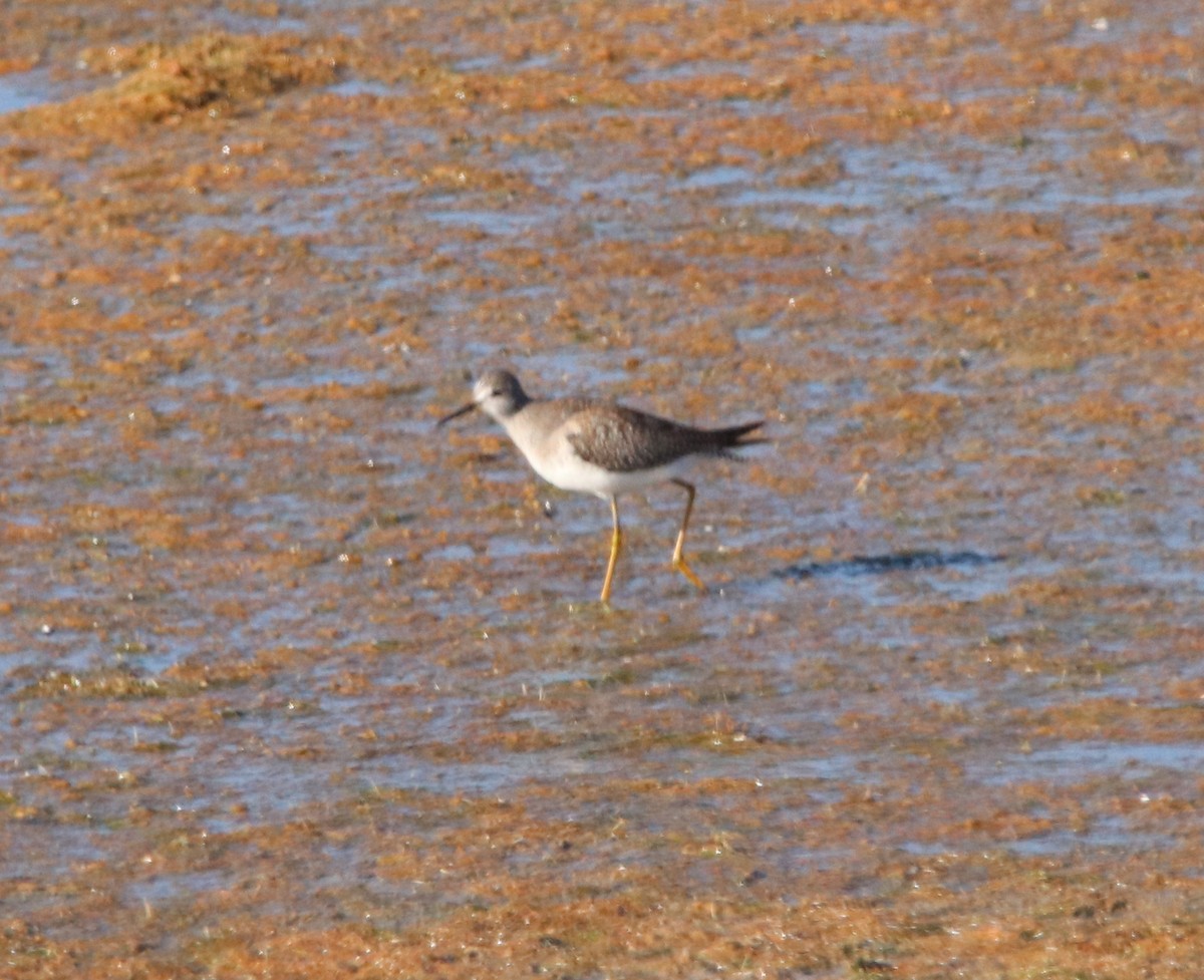 Lesser Yellowlegs - Rachel Street