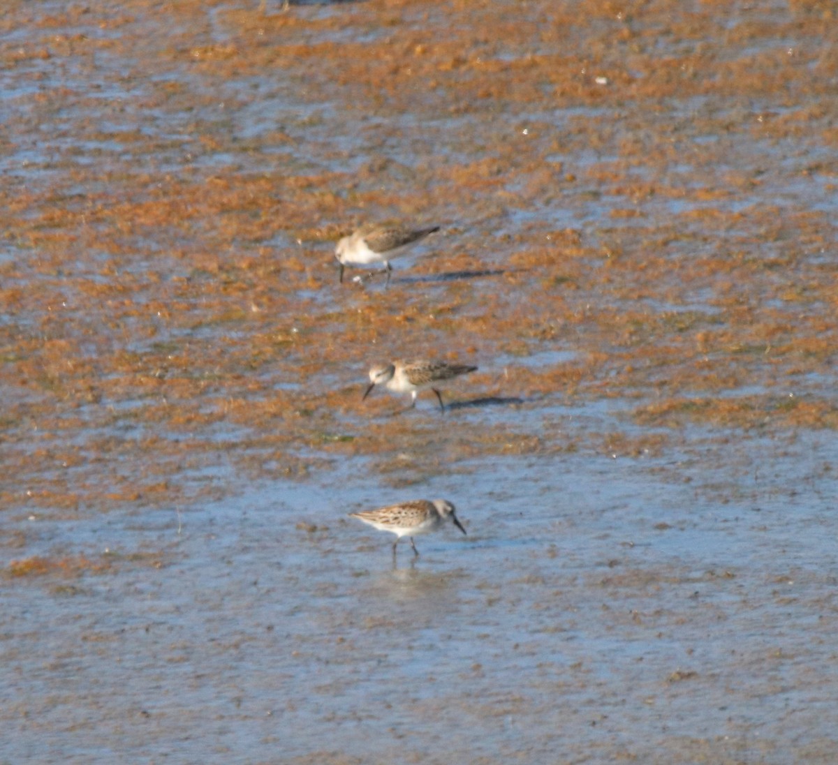 Western Sandpiper - ML623508501