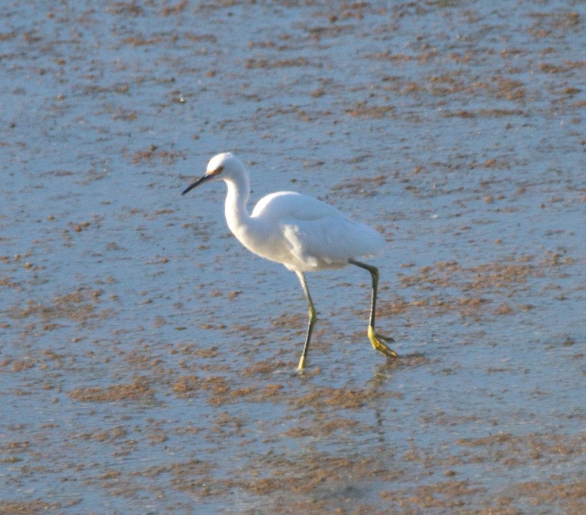 Snowy Egret - ML623508510