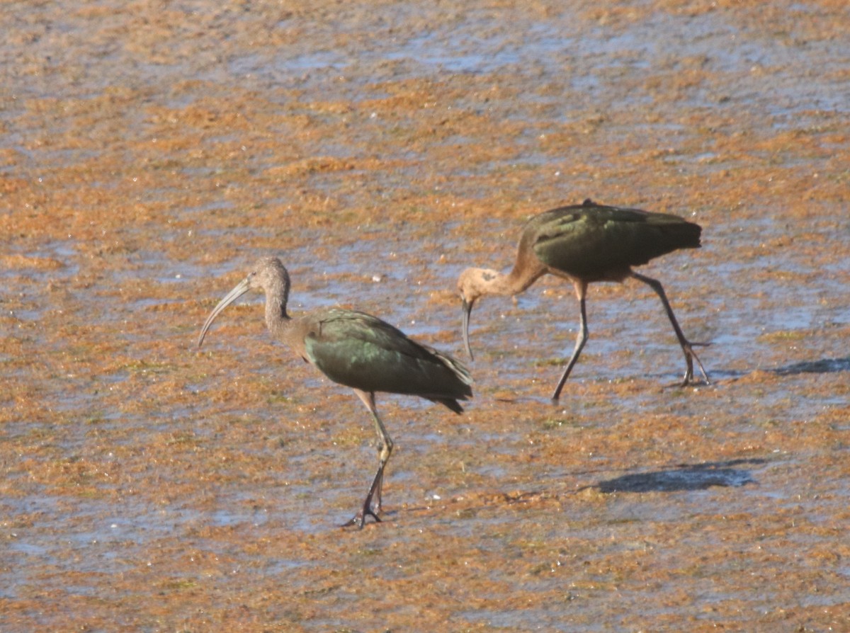 White-faced Ibis - ML623508514