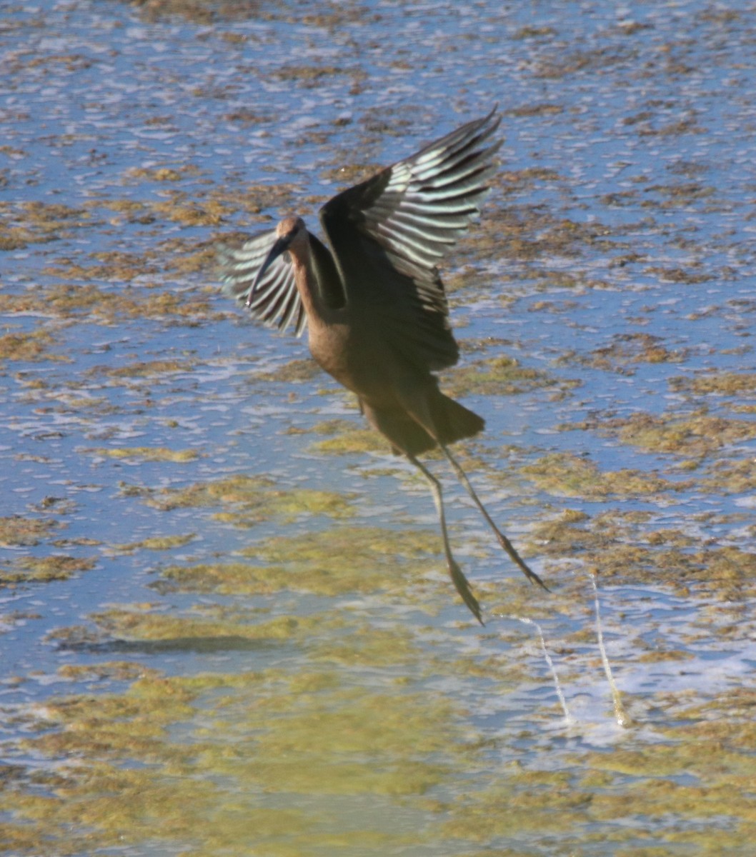 White-faced Ibis - ML623508515