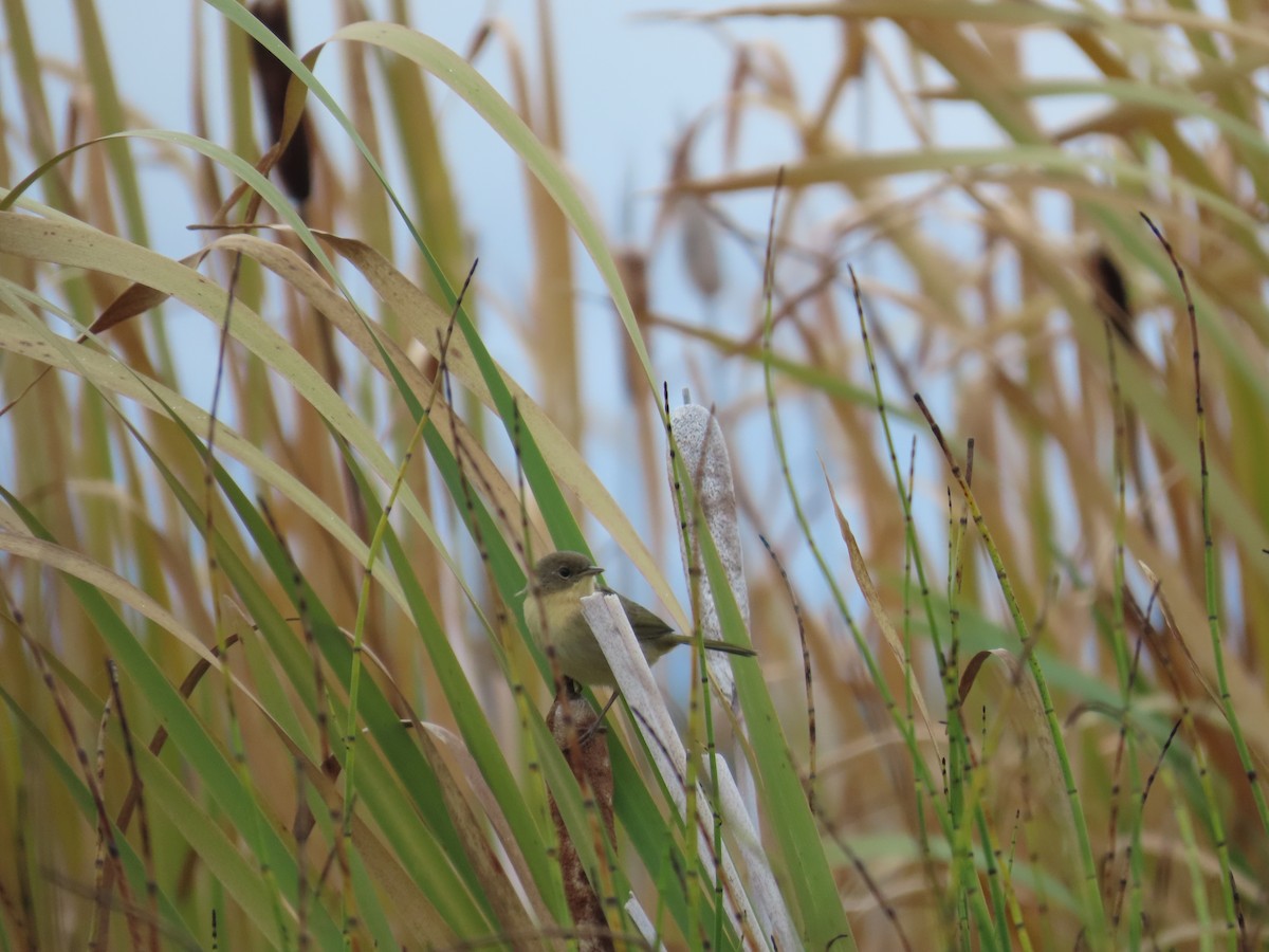 Common Yellowthroat - ML623508516