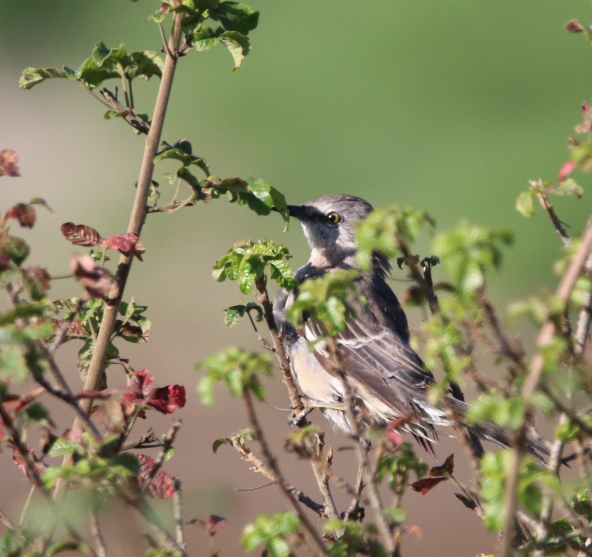 Northern Mockingbird - ML623508523