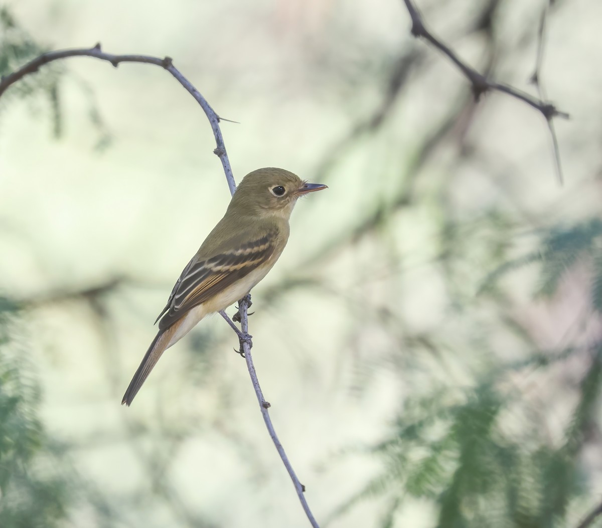 Western Flycatcher - ML623508528